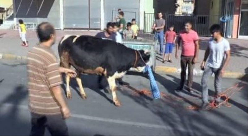 Şanlıurfa?da kaçan dana sahibini ezdi