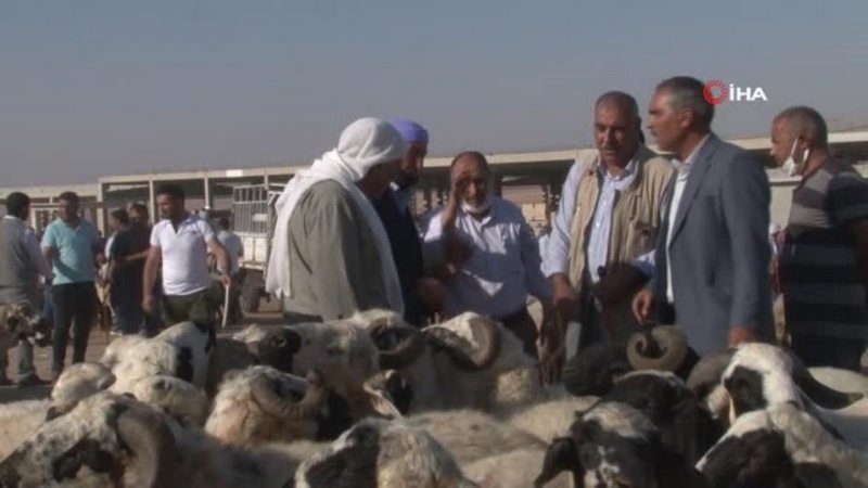 Şanlıurfa`da kurbanlıklar görücüye çıktı
