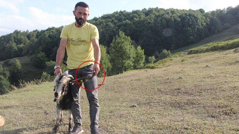 Şehir dışından bile gelen var! Kulağının üstünde üçüncü bir boynuz çıkan keçiye ilgi büyük
