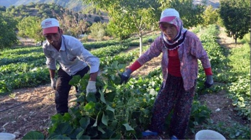 Selendi`nin yeşil altını: `Kornişon`