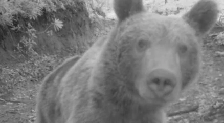 Sevimli ayıdan selfie pozu