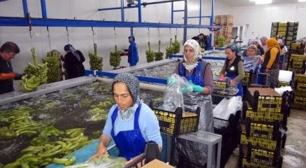 Silifke?de domatesin ve çileğin yerinde muz seraları yükseliyor