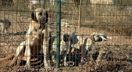 Sınırda Mehmetçiğin can dostu olacaklar