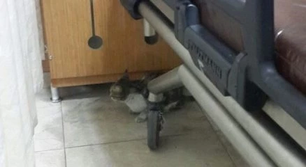 Soğukta üşüyen kedi hastaneye sığındı