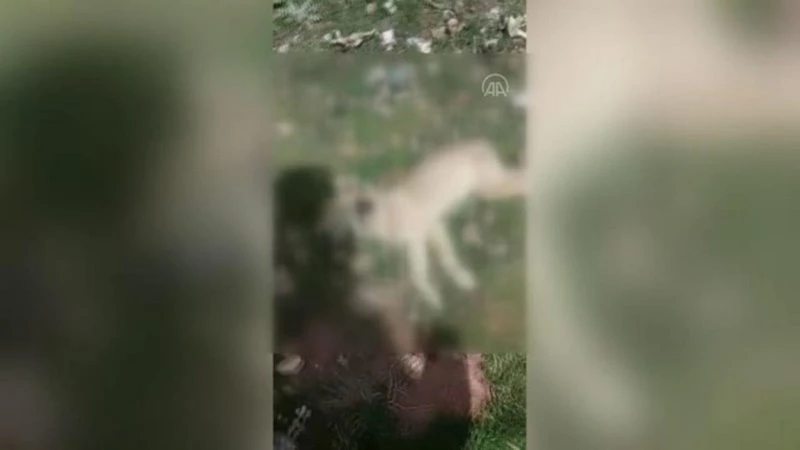 Sokak köpeği arka ayakları bağlı halde ölü bulundu