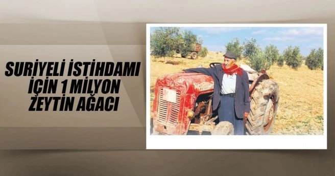 Suriyeli istihdamı için 1 milyon zeytin ağacı