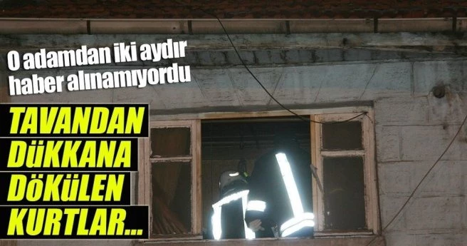 Tavandan dökülen kurtlar ortaya çıkardı