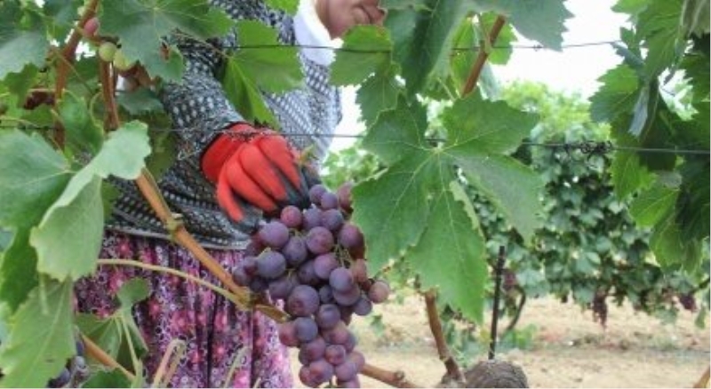 Tekirdağ?da üzüm hasadı başladı