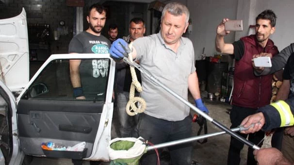 Torpidodan kafasını çıkaran yılan korkuttu