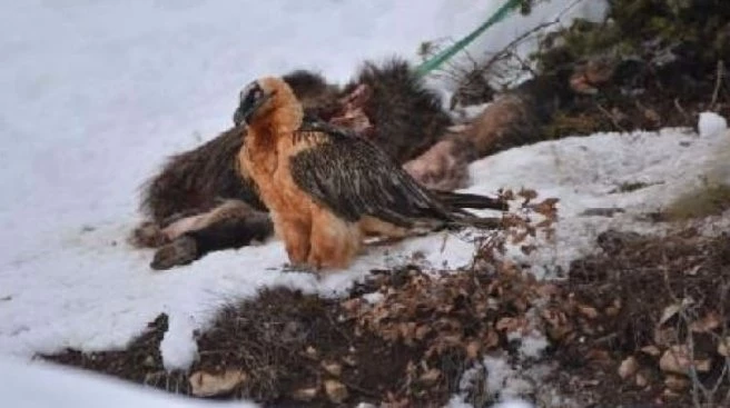 Türkiye`de nadir görülüyor! Kameraya yakalandı