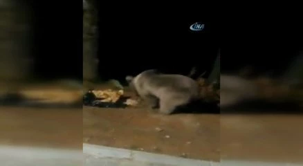 Uludağ ve Kazdağları?nda ayılar böyle görüntülendi