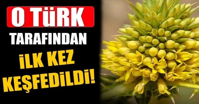 Ünlü botanikçi dört yeni bitki türü keşfetti