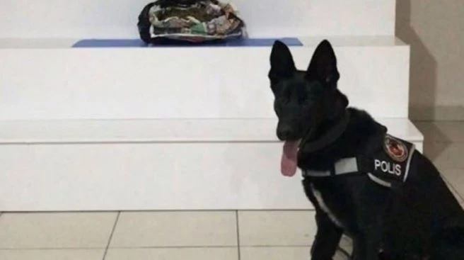UYUŞTURUCUYU NARKOTİK KÖPEĞİ `ALFİ` BULDU
