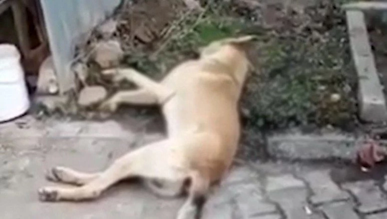 VAHŞETE SORUŞTURMA AÇILDI
