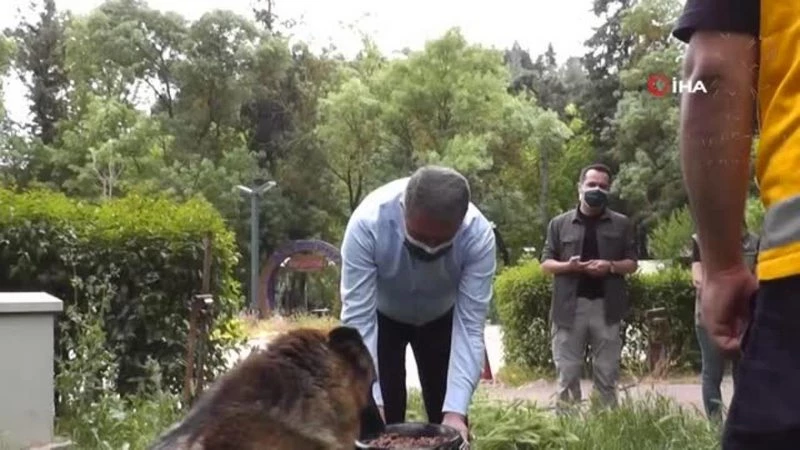 Vali Şıldak, sokak hayvanlarını besledi