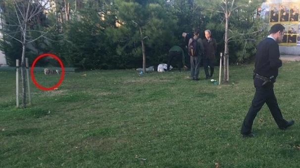 Vefalı köpek, parkta ölen sahibinin başından ayrılmadı
