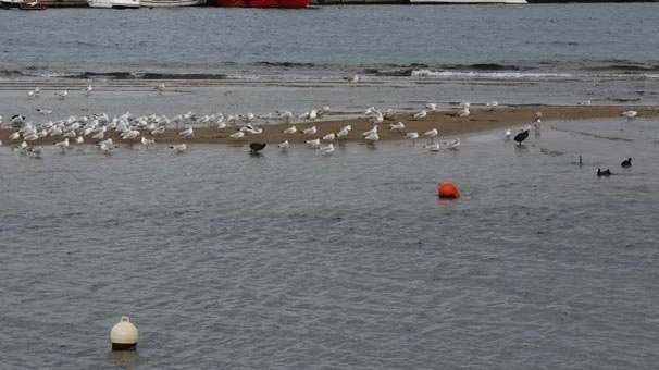 Yalova`da deniz suyu 10 metre çekildi