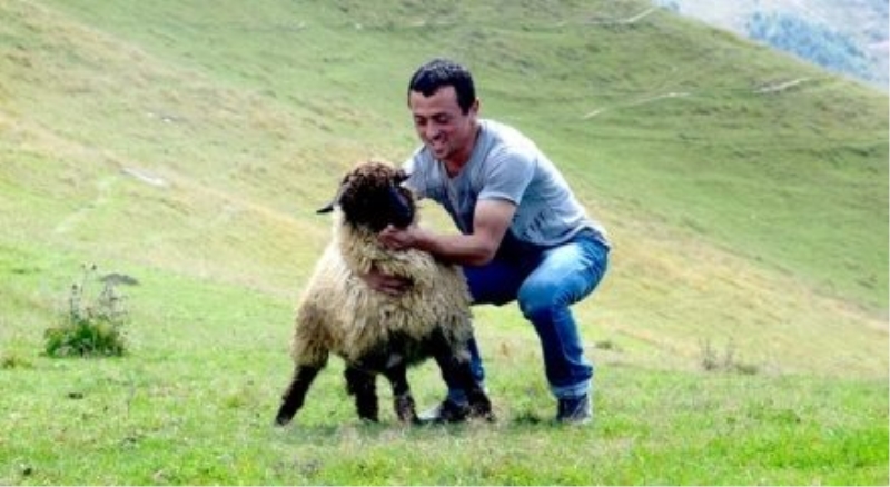 Yaylalardaki kurbanlıklar kurban pazarına inmeye hazırlanıyor