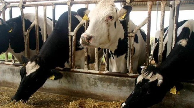 Yem için hammadde ithalatında `vergi` ayarı
