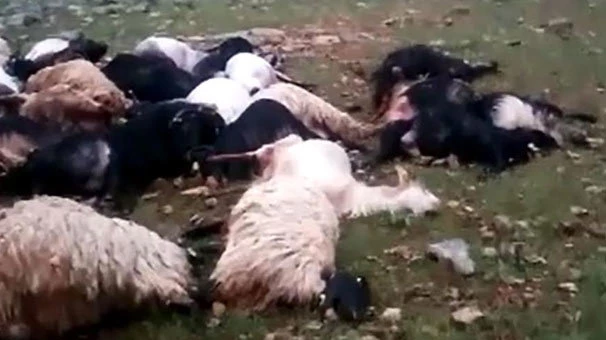 Yıldırım düştü! Çoban yaralandı, 64 koyun telef oldu