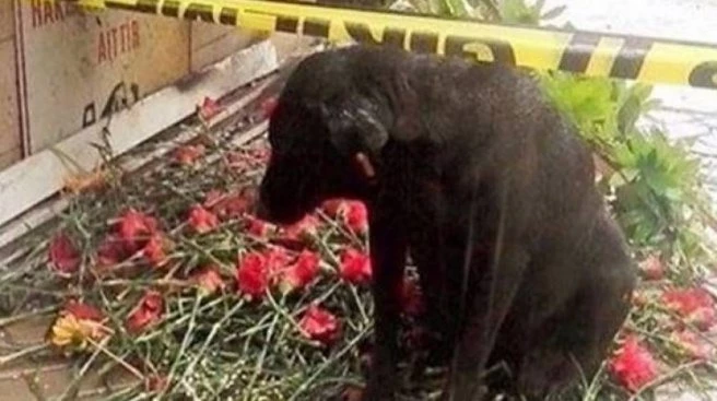 `Zeytin` de öksüz kaldı