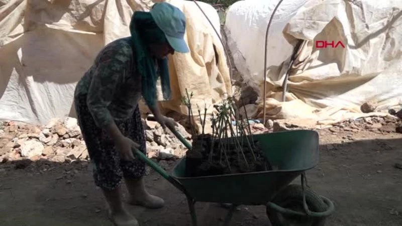 ZEYTİN FİDANCILIĞININ MERKEZİ ORHANGAZİ`DE YENİ SEZON BAŞLADI