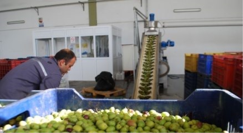 Zeytin hasadı başladı, hayalleri suya düşen üreticinin tadı kaçtı