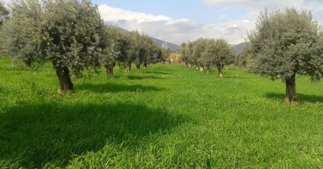 Zeytinlik Kanunu`na `yatırım` ayarı